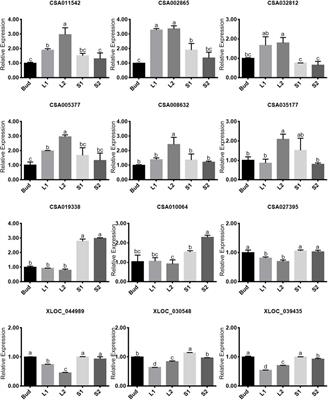 Feedback Inhibition Might Dominate the Accumulation Pattern of BR in the New Shoots of Tea Plants (Camellia sinensis)